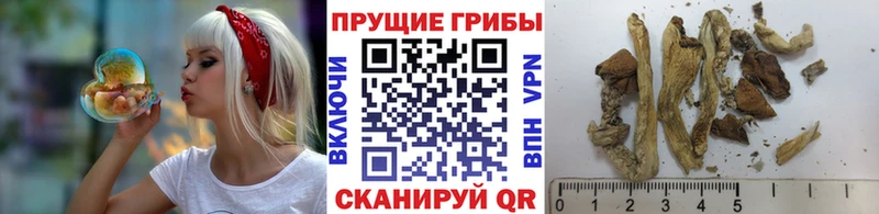 Псилоцибиновые грибы Cubensis  Купить  Отрадный 